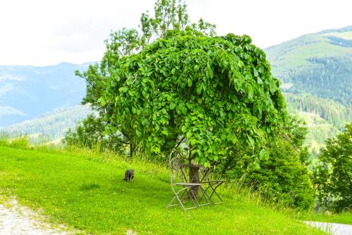 a tree on a hill with a cow under it at Kendlhof in Sankt Johann im Pongau