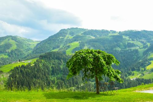 a tree in a field with mountains in the background at Kendlhof in Sankt Johann im Pongau