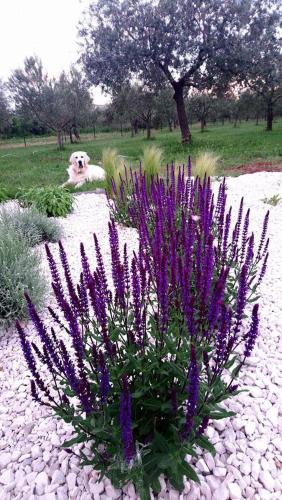 a purple flower bush with a dog in the background at Holiday Home Ulika in Fažana