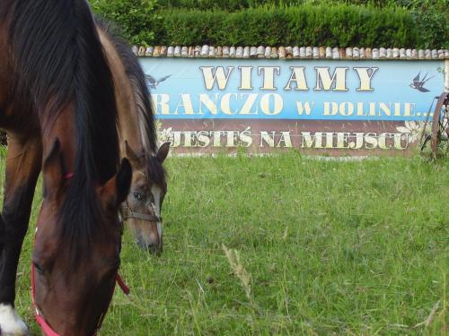 a horse grazing in the grass in front of a sign at Ranczo w Dolinie Karpia - blisko "Energylandii" Zator in Spytkowice