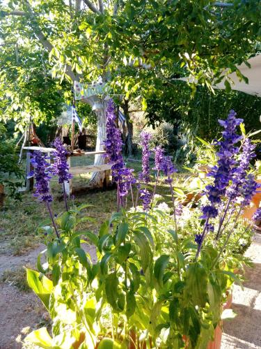 a bunch of purple flowers in a garden at Arcadia Guesthouse in Eresos