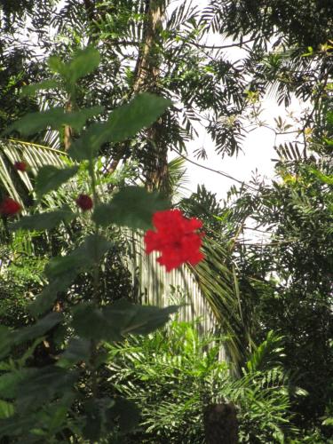 a red flower is growing on a tree at Green Herbal Ayurvedic Eco-Lodge in Galle