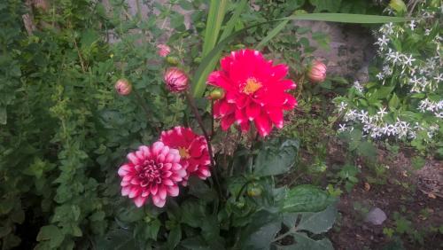 a group of pink flowers in a garden at Agriturismo Corvaia in Radicofani