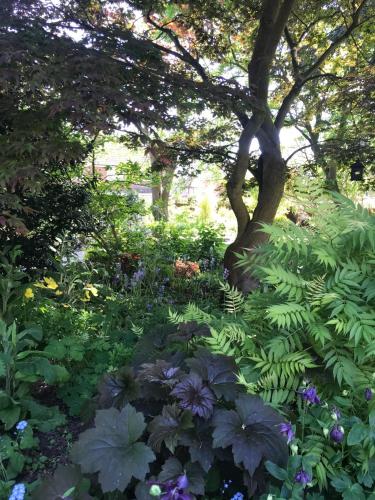 a garden with lots of plants and a tree at Tresillian House in Melton Mowbray