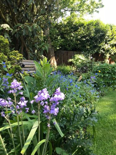 a garden with purple flowers and a wooden bench at Tresillian House in Melton Mowbray