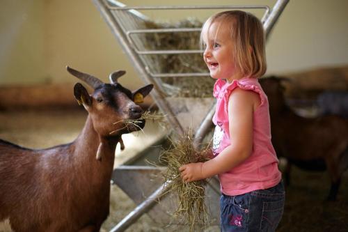 a little girl feeding a goat with hay at Familiengut Hotel Burgstaller in Döbriach