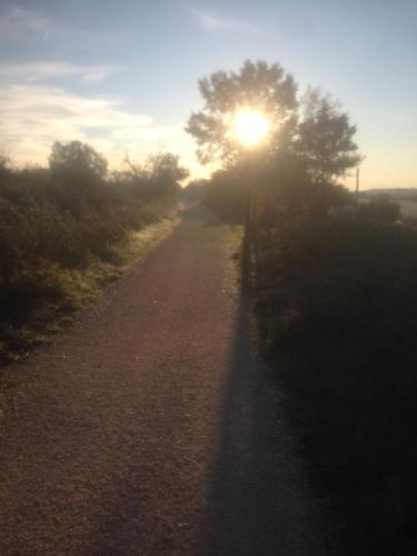 a sun shining through a tree on a dirt road at Borgo trulli 1789 in Ostuni