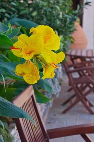 a group of yellow flowers next to a bench at Ino Hotel & Suites in Samos