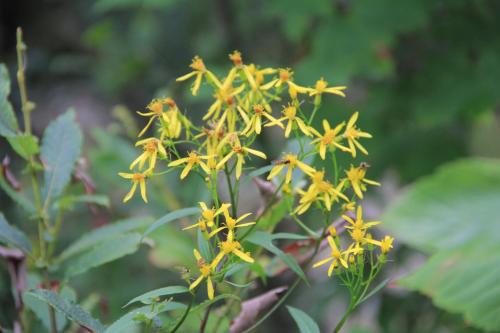 a group of yellow flowers on a plant at Dachstein in Russbach am Pass Gschütt