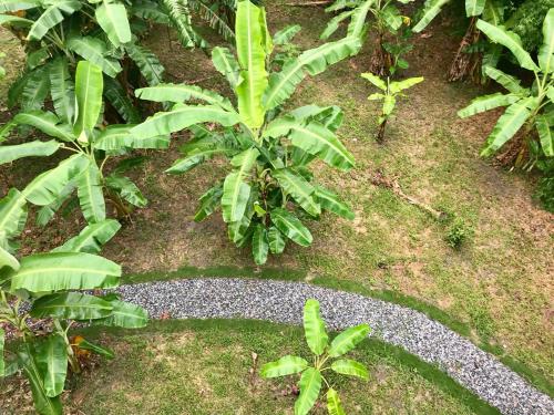 a garden with green plants and a stone path at 飲山風民宿 in Jian