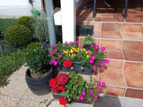 a group of pots of flowers on a patio at Apartmani Oletić 4* in Sveti Martin na Muri