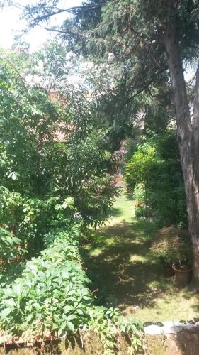 a garden with a large tree and a path at Locanda Ca' del Brocchi in Venice