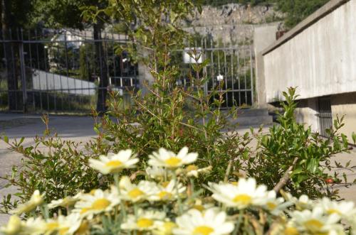 a bunch of white flowers in front of a fence at Apartments Lilly in Rijeka