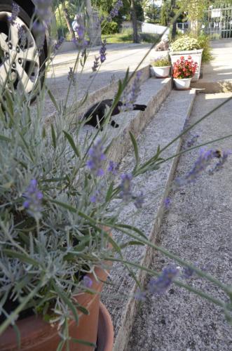 a row of potted plants on the side of a street at Apartments Lilly in Rijeka