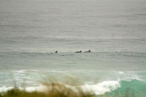 a group of dolphins swimming in the ocean at The Gull in Sedgefield