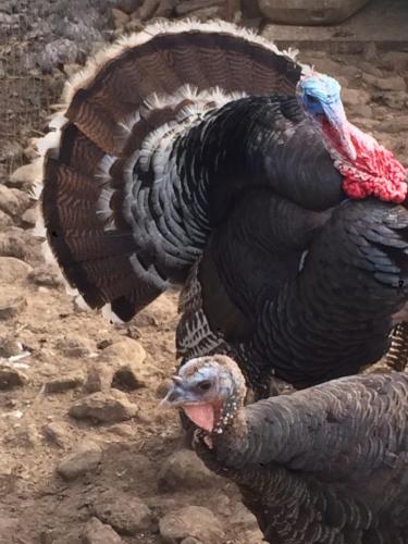 a large turkey standing next to a small bird at Agriturismo Campallegro in Cecina