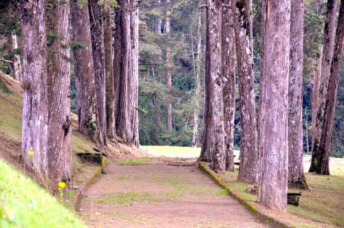 a forest of trees with a dirt path through it at Hotel Platanus in Campos do Jordão