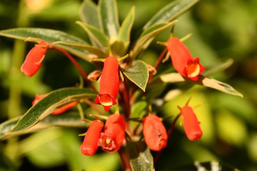 Jardín al aire libre en Hotel Alisei