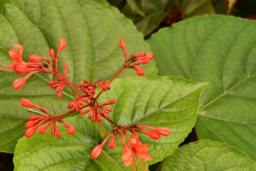 Jardín al aire libre en Hotel Alisei
