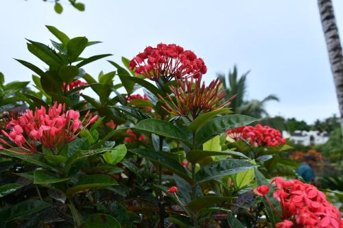 Jardín al aire libre en Hotel Alisei