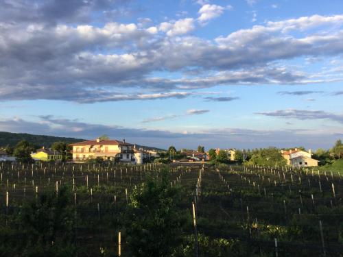 a view of a bunch of vines in a vineyard at Albergo Grappolo D'oro in Montebelluna