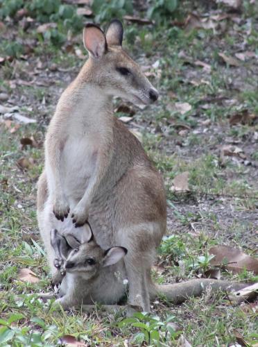 a kangaroo standing on top of a joey at Airlie Beach Eco Cabins - Adults Only in Airlie Beach