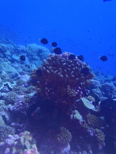 a coral reef with fish in the ocean at La Maison Du Voyage in Tevaitoa