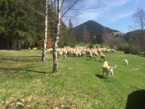 a dog watching a herd of sheep in a field at Vrch Varta in Ružomberok