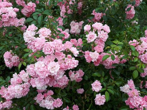 a bunch of pink flowers in a garden at Ferienwohnung am Spreeradweg in Bautzen in Bautzen
