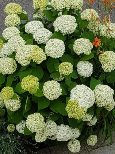 a cluster of white hydrangeas in a garden at Niros Bed & Breakfast in Basel