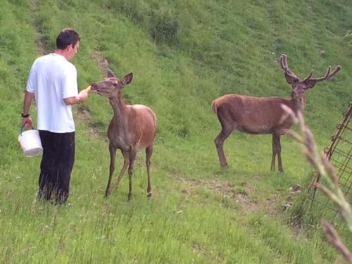 a man standing in a field with two deer at Weingut Essgut Schlafgut Sabathihof-Dillinger in Glanz an der Weinstraße 