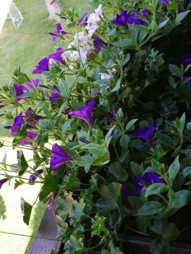 a plant with purple flowers in a pot at Gästepension Wiesenheim in Sautens