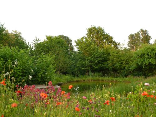 a field of flowers with a pond in the middle at Gutshaus Altbauhof in Dargun