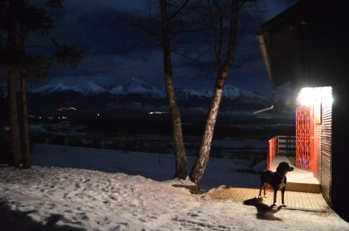 a dog standing on a deck in the snow at night at Chata Borik in Svit