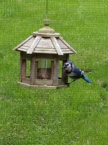 a bird is sitting on a bird feeder at Kountry Living Bed and Breakfast in Oneonta