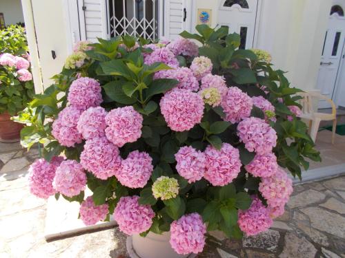 a bunch of pink flowers in a vase at Pansion Filoxenia Apartments & Studios in Tsoukalades