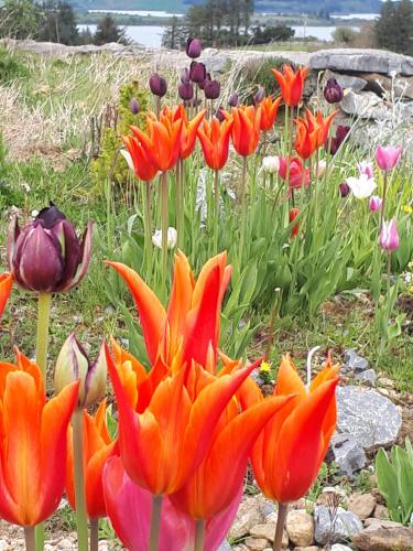 a bunch of orange flowers in a garden at Tullaleagan Guesthouse in Oughterard
