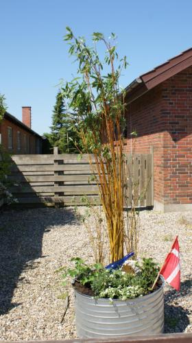 a large pot of plants in a yard with a fence at Hyggeligt byhus ved glasværkstedet på Nordmors in Sejerslev