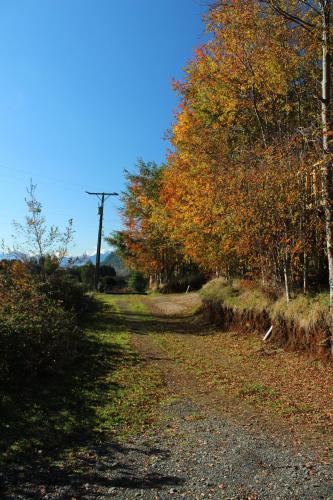 a dirt road with trees and a telephone pole at Cabañas Mas Ke Miel in Lago Ranco