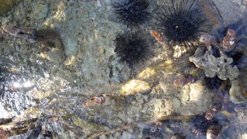 a group of sea animals in the water at Bahari Pori Resort in Pangani