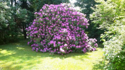 a large bush of purple flowers in a yard at Pension Wölfel in Bad Steben