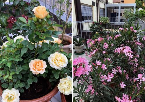 two pictures of flowers in a pot on a balcony at The Jasmine Terrace Retreat in Bologna