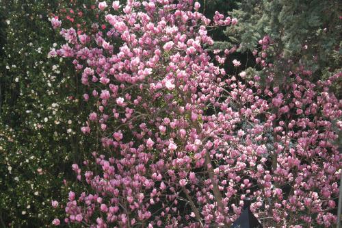 a bunch of pink flowers in a field at Apartment Irene - Casa Centro in Ascona
