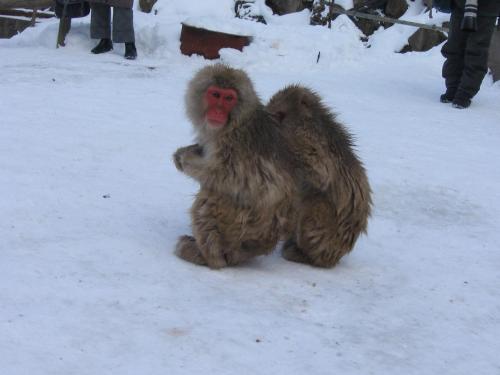 a monkey sitting in the snow at Yudanaka Yasuragi in Yamanouchi