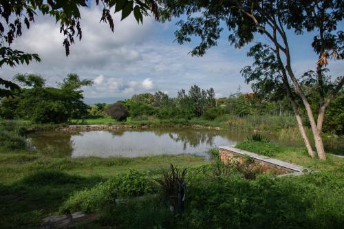 a pond in the middle of a field with a tree at Dhole's Den Bandipur in Bandipūr