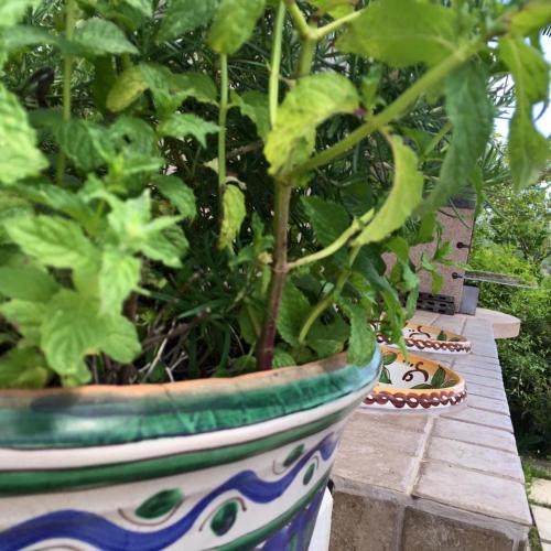 a plant in a pot sitting on a table at Villa Castelluccio in Carpinteri