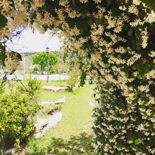 a tree with white flowers on it in a park at Villa Castelluccio in Carpinteri