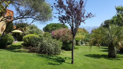 a green lawn with trees and bushes in a yard at Résidence A Merula in Calvi