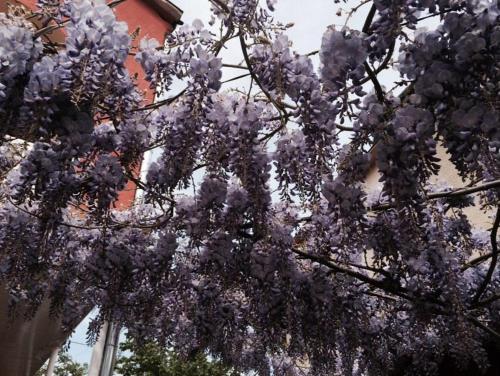 Zahrada ubytování Hostel DIA