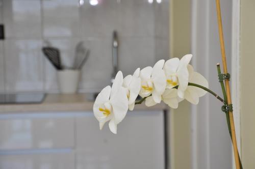 a bunch of white flowers sitting on a wall at Apartments Pralija Mile in Zaboric